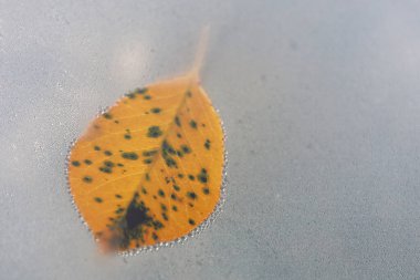 Koyu lekeli tek bir sarı yaprak tamamen küçük su damlacıklarıyla kaplı cam bir yüzey üzerinde duruyor. Asimetrik konumu ve dokusu doğal güzelliğine dikkat çekiyor..