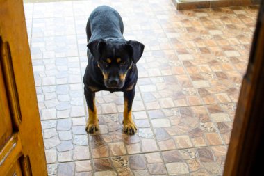 Siyah bir Rottweiler fayanslı bir zeminde duruyor ve doğrudan kameraya bakıyor. Koyu renk paltosu, karakteristik bronzlaşma izleri ve odaklanmış bakışları evcil bir hayvanın anlamlı bir portresini oluşturuyor..