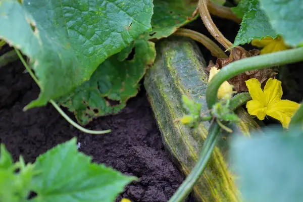 Büyük yeşil bir salatalık kalın yaprakların altında koyu toprak üzerinde uzanır ve yakında parlak sarı bir çiçek görülebilir. Bu, bir bahçedeki sebze yetiştirme sürecini ve mahsulün doğal güzelliğini gösteriyor..
