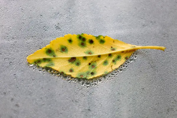 Yeşil ve kahverengi lekeli düşmüş sarı bir yaprak, su damlacıklarıyla kaplı cam bir yüzeye uzanıyor. Bu makro çekim yaprağın dokusunu ve renklerini vurgular, aynı zamanda parlayan çiy damlalarını da..