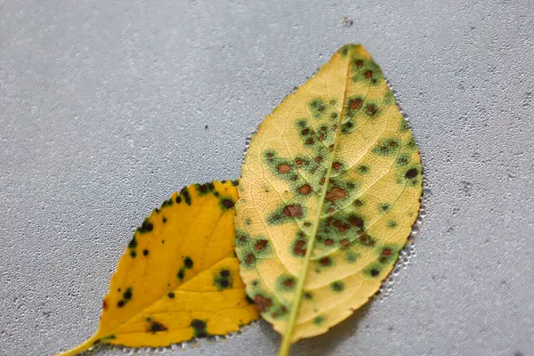 Yeşil ve kahverengi lekeli iki düşmüş sarı yaprak, sayısız su damlacıklarıyla kaplı cam bir yüzeyde dinleniyor. Bu makro çekim onların dokusunu ve detaylarını vurgular, doğal formların güzelliğini yansıtır..