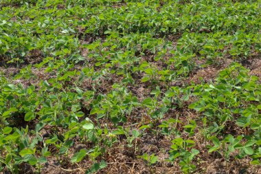 Genç yeşil soya filizleri yoğun bir tarlayı kaplayarak, bir tarım manzarası perspektifi oluşturuyor. Bu resim ekinlerin büyümesi ve gelişmesini yansıtır, tarım, tarım ve ekolojik üretim konuları için idealdir..