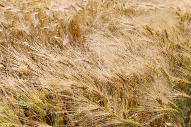 Altın buğday (veya arpa) kulakları rüzgarda sallanır, olgunlaşan hasadın dinamik bir sahnesini yaratır. Bu görüntü, tarım, ekmek ve doğa ile ilgili konular için ideal olan yazın cömertliğini ve tarım güzelliğini aktarır..