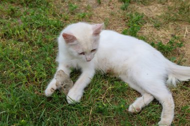 Küçük bir nesneyle oynayan tüylü beyaz bir kedi yeşil çimlerin üzerinde dinleniyor. Bu büyüleyici sahne, evcil hayvan, rahatlama ya da doğa görüntüleri için ideal huzur ve sükuneti temsil ediyor..