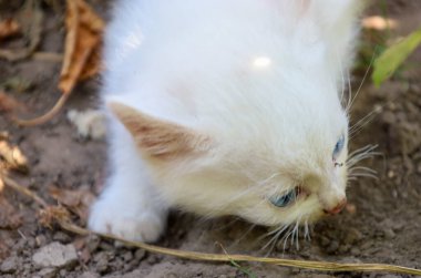 Bu fotoğraf mavi gözlü küçük beyaz bir kedi yavrusunu merakla yeri koklarken gösteriyor. Çevredeki dünyayı keşfetmeye odaklanması çocukluğun doğallığını aktarır..