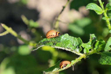 Parlak turuncu bir Colorado patates böceği larvası hasarlı bir yeşil patates yaprağında yakın planda görülebilir. Bu haşerelerin sorununu ve mahsulleri korumanın önemini vurguluyor.