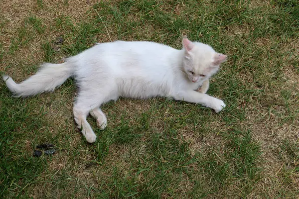 Beyaz tüylü bir kedi çimenlere uzanıyor, huzur ve rahatlığın tadını çıkarıyor. Bu huzurlu an, evdeki rahatlığı ve doğanın güzelliğini mükemmel bir şekilde ifade eder. Hayvanlarla ilgili temalar, rahatlama ve refah için uygundur..
