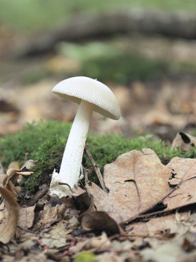 Zarif beyaz bir mantar, yeşil yosun ve düşen sonbahar yapraklarının arasında tek başına duruyor. Parlak görünüşü orman zeminine karşı duruyor, vahşi doğanın güzelliğini vurguluyor..