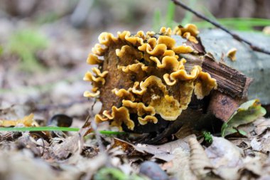 Bu fotoğraf orman zeminindeki kuru yaprakların arasında, eski bir kütükte büyüyen canlı sarı mantar kümesini gösteriyor. Çekim doğal dokuları ve parlak renkleri taşır. Ormanlık bir bitki örtüsü atmosferi yaratır..