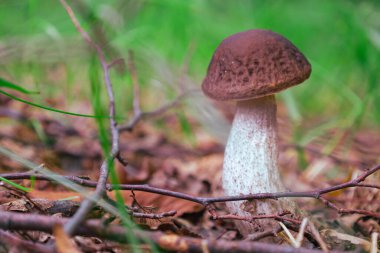 Görüntü, orman zemininin üzerinde dimdik duran, belirgin bir başlık dokusuna sahip kahverengi bir mantara odaklanıyor..