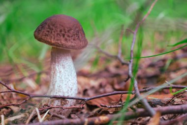 Bu fotoğraf, kuru yapraklar ve ince dallar arasında sıkıca duran, belirgin bir kapak dokusuna sahip kahverengi bir mantarı gösteriyor. Çekim, orman organizmalarının doğal yaşam alanlarındaki doğal güzelliklerini ve benzersizliklerini vurguluyor..