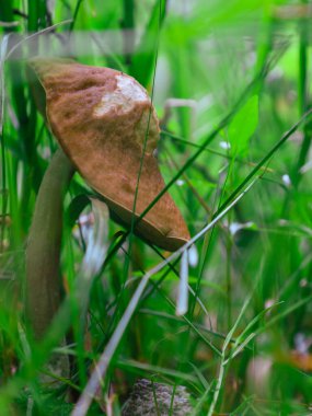 Kahverengi şapkalı ve ışık saplı genç bir mantar canlı yeşil çimenlerin arasında zarif bir şekilde duruyor. Detaylı çekim, ormanın doğal güzelliğini vurguluyor, sakin ve davetkar bir atmosfer yaratıyor..