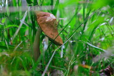 Yalnız bir mantar yemyeşil otlardan çıkar, kendine özgü kahverengi başlığı ve ışık sapı görsel bir odak noktası oluşturur..