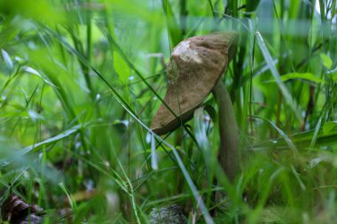 Çerçeve yoğun yeşil çimenlerin arasında büyüyen yalnız bir mantara odaklanıyor. Kahverengi başlığı ve ışık sapı orman manzarasına doğal doku ve renk ekler..