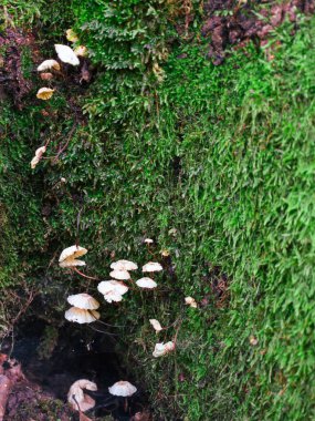 Yüzeyinde küçük beyaz mantarlar büyüyen canlı yeşil yosunlarla kaplı bir ağaç gövdesinin yakın çekimi. Görüntü, bir orman ortamının doğal güzelliğini ve dokusunu yansıtıyor..