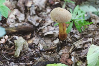 Bu dikey çekim, ormanda düşen yaprakların arasında yalnız bir mantar olduğunu gösteriyor. Doğal güzelliği ve eşsiz biçimi huzurlu ve detaylı bir sahne yaratır..