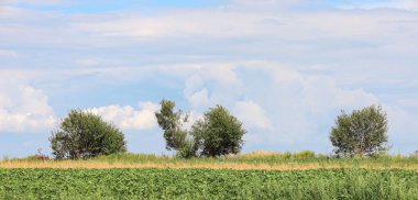 Ufukta bulutlu ama parlak bir gökyüzünün altında yeşil tarlalar ve ağaçlardan oluşan geniş bir kırsal alan. Bu barışçıl sahne, doğanın genişliğini ve bir yaz gününün sükunetini vurgular, tarım, manzara ya da
