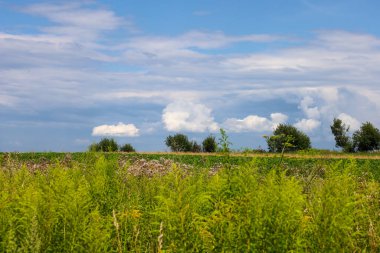 Bereketli yeşil tarlalar ufuktaki ağaçlara doğru uzanıyor. Uzun mavi gökyüzünün altında beyaz bulutlarla bezenmiş, sınırsız bir kırsal alan yaratıyor..
