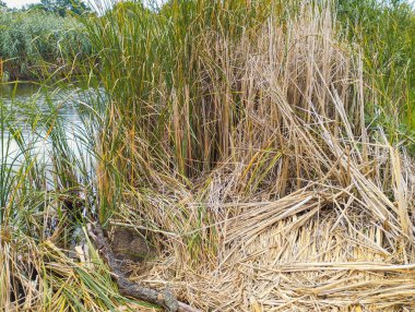 Gölün veya nehrin kıyısındaki yoğun sazlıklar vahşi ve el değmemiş bir doğa hissi yaratıyor. Görüntü, ekoloji, biyolojik çeşitlilik ve su ekosistemleri hakkındaki çizimler için mükemmel olan doğal çevrenin sakin bir atmosferini taşır..