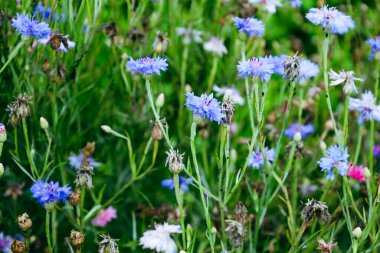 Yumuşak mavi çelenkler güneşli bir tarlada yabani otlar arasında çiçek açtı. Yaban çiçeklerinin doğal güzelliği ve basitliği bir huzur ve hafiflik hissi yaratır..
