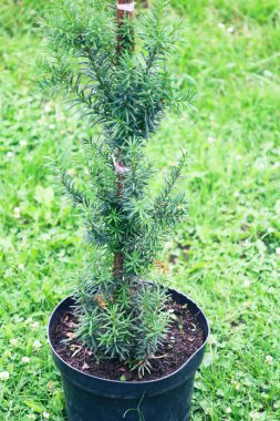 Genç bir kozalaklı ağaç, yeşil bir çimenlikte duruyor, nakil için hazır. Bu bitki peyzaj tasarımı için mükemmel bir elementtir. Büyümeyi ve bahçedeki doğanın tazeliğini sembolize eder.