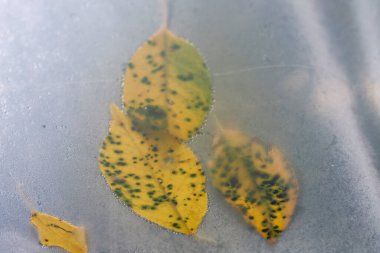 Koyu benekli üç sarı sonbahar yaprağı nemli cam bir yüzeye yapışmış. Yaprakların kenarlarını kaplayan küçük su damlacıkları bulanık bir arkaplanda şekillerini vurguluyor..