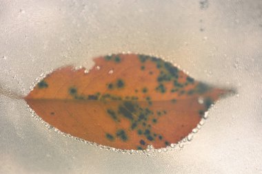 Kara lekeli parlak bir sonbahar yaprağı sisli bir pencereye dayanır. Su damlacıkları dış hatlarını çerçeveleyerek büyülü ve gizemli bir atmosfer yaratırlar. Bu makro çekim doğanın güzelliğini ve kırılganlığını gösteriyor..
