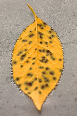 Islak bir yüzey üzerinde çiy damlalarıyla kaplı koyu lekeli sarı bir yaprağın makro fotoğrafı. Su damlacıkları yaprağın etrafında bir halo oluşturur ve onun eşsiz desenini vurgularlar..