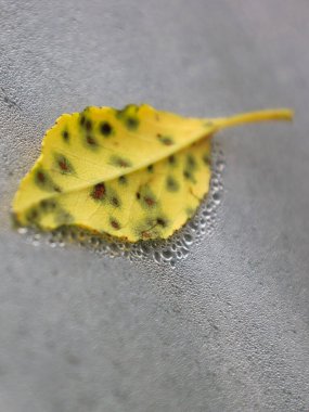 Islak bir yüzey üzerinde siyah lekeler olan sarı bir yaprağın makro fotoğrafı. Yaprağın etrafındaki su damlacıkları ilginç bir desen oluşturur. Bu, yazın sonunun ve sonbaharın başlangıcının sembolüdür..