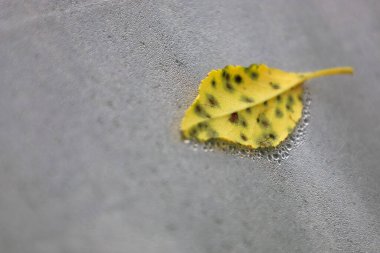 Koyu benekli sarı bir yaprak küçük su damlacıklarıyla kaplı gri bir yüzeyde yatar. Arka planda bulanık bir yaprak üzerinde net bir odak. Bu, yazdan sonbahara geçişi simgeliyor..