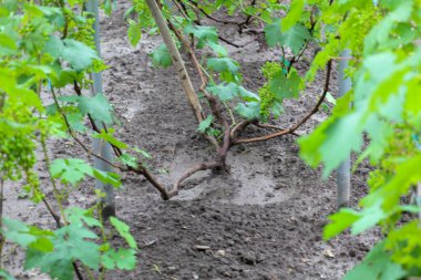 Genç üzümler ilk filizlenirken, yerden hala yeşil demetler çıkıyor. Yeşil yapraklardan oluşan bulanık bir ön plan derinlik yaratır ve yeni filizlere odaklanır.