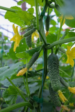 Sarmaşıkta sarı çiçekli salatalık yetiştirmek. Taze meyve ve çiçekleri su damlacıkları ile birlikte doğal ve cömert bir hasat sembolize edilir..