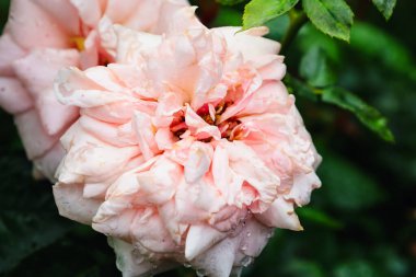 Yapraklarında su damlacıkları olan narin pembe bir gülün yakın çekimi. Yeşil yaprakların arasında yemyeşil tomurcuk açar, romantik ve taze bir görüntü yaratır..