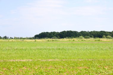 Genç yeşil bitki örtüsü, sık bir orman şeridi ve arka planda parlak bir yaz gökyüzü olan geniş bir alan. Bu manzara doğayla bir özgürlük, boşluk ve uyum duygusu yaratır..