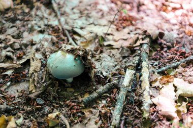Ormanın zeminindeki yaprakların ve dalların altından süzülen soluk, mavi-gri bir başlığı olan alışılmadık bir mantar. Bu fotoğraf vahşi yaşamın gizemli güzelliğini ve gizli harikalarını aktarıyor.,