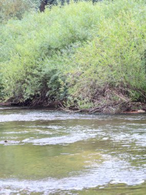Yoğun yeşil söğüt çalılıklarıyla çevrili, hızlı bir akıntısı olan temiz bir nehir. Bu fotoğraf vahşi yaşamın doğal güzelliğini ve tazeliğini aktarıyor. Görüntü ekoloji ve eğlence teması için idealdir..