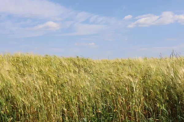 Buğday ya da arpalardan oluşan altın yeşili bir tarla açık beyaz bulutlu mavi bir gökyüzünün altında rüzgarda sallanıyor. Bu manzara doğanın ihtişamını, sükunetini ve bolluğunu temsil eder..