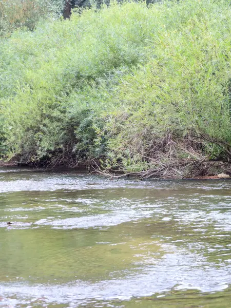 Yoğun yeşil söğüt çalılıklarıyla çevrili, hızlı bir akıntısı olan temiz bir nehir. Bu fotoğraf vahşi yaşamın doğal güzelliğini ve tazeliğini aktarıyor. Görüntü ekoloji ve eğlence teması için idealdir..