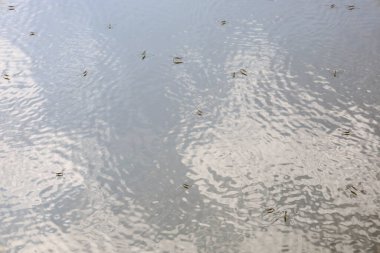 Çok sayıda gölet patencisi sakin su yüzeyinde hızla süzülerek kaotik dalgalanmalar yaratır. Bu sahne, suda yaşayan böceklerin büyüleyici yaşamını gözler önüne seriyor.