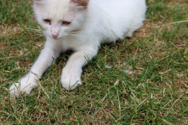 Beyaz tüylü sevimli bir kedi yavrusu kuru çimlerin üzerinde dinleniyor. Çekim sakin bir atmosfer sağlıyor ve küçük hayvanın neşe ve hassasiyetini gösteriyor..