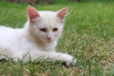 Nazik beyaz bir kedi yavrusu yeşil çimlerde sakince uzanıyor, sıcak bir günün tadını çıkarıyor. Bu çekim, doğal ortamdaki evcil bir hayvanın tasasız doğasını ve zarafetini gösterir..