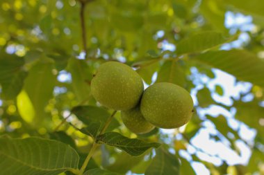 Ağaç dalında doğal yeşil ceviz. Fotoğraf, sıcak ve güneşli bir günün atmosferini aktarıyor. Gelecekteki hasatın tazeliğini ve organik kökenini vurguluyor..