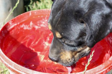 Kahverengi benekli büyük siyah bir köpek kırmızı bir kovadan su içer. Bu fotoğraf köpeğin ağızlık yakın çekimini gösteriyor ve hayvan bakımı, hayvan sağlığı ve sıcak hava gibi konular için ideal..
