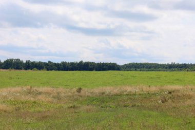 Ufukta bulutlu bir gökyüzünün altında ağaçların oluşturduğu geniş yeşil bir alan. Bu uçsuz bucaksız yaz manzarası, kırsal kesimin güzelliğini yansıtan bir barış, özgürlük ve doğal uyum hissi yaratıyor..