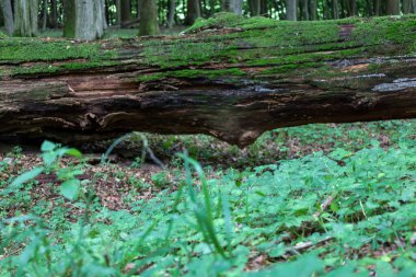 Yaşlı, yosun kaplı bir kütük ormanda dinleniyor ve canlı yeşil çalılıklar üzerinde doğal bir köprü oluşturuyor. Ağaç kabuğu ve yeşil yosun kontrastı orman zeminiyle, gün ışığının filtrelediği, boşluğu yaşamla doldurduğu yer..