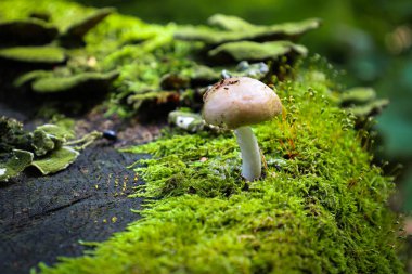 Beyaz saplı canlı bir mantar ve yeşil yosun ve yanıcı mantarlarla kaplı eski bir kütüğün üzerinde hafif bir kapak büyüyor. Bu, orman yaşamı ve doğal uyumun biyolojik çeşitliliğinin mükemmel bir örneği..