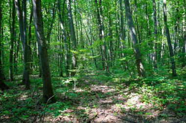 Ormanda güneşli bir gün, ağaçların arasından ışık huzmeleri geçiyor, yapraklarla kaplı bir patikada ışık ve gölge oyunu yaratıyor. Taze ve temiz orman doğa yürüyüşleri ve tefekkürleri için ideal bir yerdir..