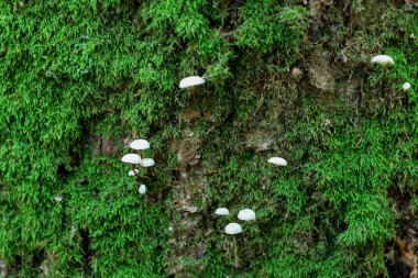 Küçük beyaz mantarlar parlak yeşil yosunlarla kaplı bir ağaç gövdesinde yetişir. Bu doğal dokuların detaylı makro çekimi doğada yaşamın geliştiğini ve peri masalı gibi bir manzara yarattığını vurgular..