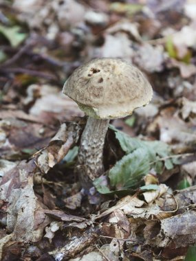 Genç bir huş ağacı bolete mantarı orman zemininden dökülen sonbahar yapraklarıyla çevrili olarak çıkar. Detaylı makro çekim, vahşi doğanın ve organik büyümenin güzelliğini vurgulayan desenli gövde ve kapağı yakalar..