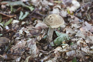 Genç bir huş ağacı mantarı orman zemininde dökülen yapraklar ve dalların arasında yetişir. Detaylı fotoğraf mantarın dokusunu vurguluyor, sonbahar ormanı ve doğal sükunet ortamı yaratıyor..